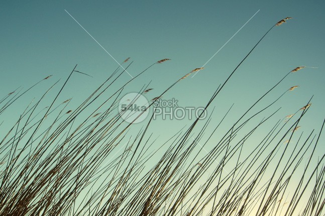 Reeds silhouette of beautiful sunset sky winter view sunset sunlight sun sky Silhouette seasonal season scenery rural reeds reed plant orange nature landscape evening sky evening countryside colorful blue 54ka StockPhoto