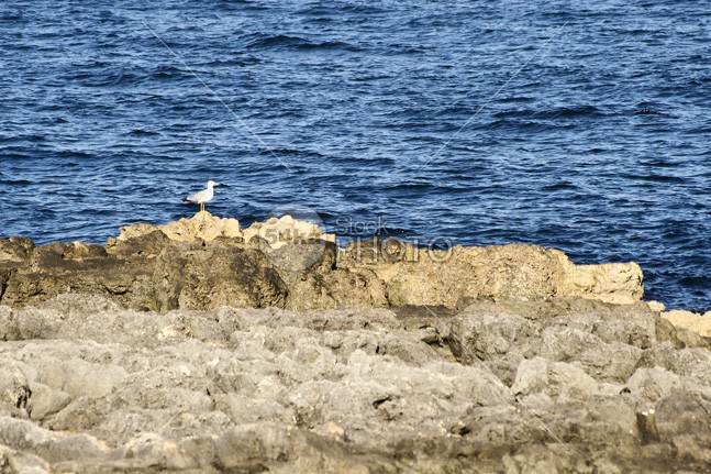 Seagull on rock on sea background yellow wing wildlife wild white wave water wallpaper view sunlight stone spring sky side seagull seabird sea rock real outdoor ocean nobody nature natural looking look light life landscape image horizontal gull freedom free fauna eye day color Coastline closeup close cliff breeze blue bird beauty beautiful beach background animal alone albatross 54ka StockPhoto