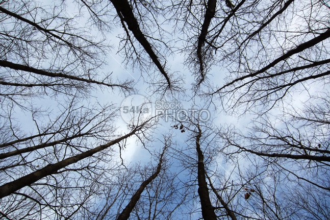 Trees viewed from below wood wide weather view vegetation trunk tree Top tall summer strong stem sky season rural park outdoor organic old nature natural long life leafless leaf high growth forest flora environment ecology day crown bole blue big below bark bare background autumn 54ka StockPhoto