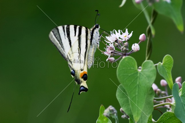 Beautiful white butterfly with black stripes wing wildlife white view vibrant sunny sunlight sun summertime summer stalk single plants petals pattern nature natural morpho life leaf insect green background green fly flower flora flight fauna environment entomology elegance day color closeup close Butterfly bud bright bloom beauty beautiful antenna animal 54ka StockPhoto