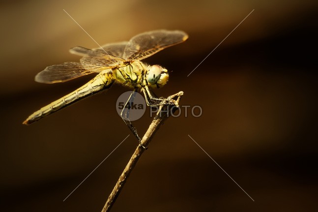Dragonfly yellow wing wildlife Tail summer species small skimmer red orange one mosquito hawk look Leg invertebrate insect head green eye enlarged dragonfly close-up Dragonfly dragonflies detail closeup bug bright body blue dasher animal 54ka StockPhoto
