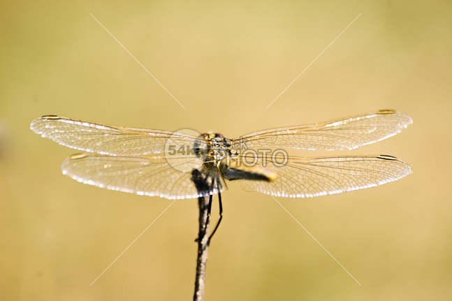 Dragonfly wings wing wildlife wilderness wild wallpaper vulgatum up twig trithemis transparent sympetrum resting rest red park outdoor orange nature natural moustached Leg insect head green garden fragile foliage flora fauna eye drop-wing Dragonfly darter closeup close bug branch background aurora anisoptera animal abdomen 54ka StockPhoto