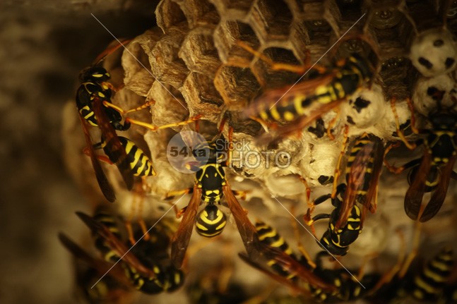Honeycomb of wild bees yellow working worker wings wildlife wild wax texture teamwork tasty symmetry sweet sugary structure rural pattern orange nature natural macro insect honeycomb honeybee honey hive healthy health golden gold full food farm delicious Concept comb closeup Cell beeswax beekeeping beehive bee background 54ka StockPhoto
