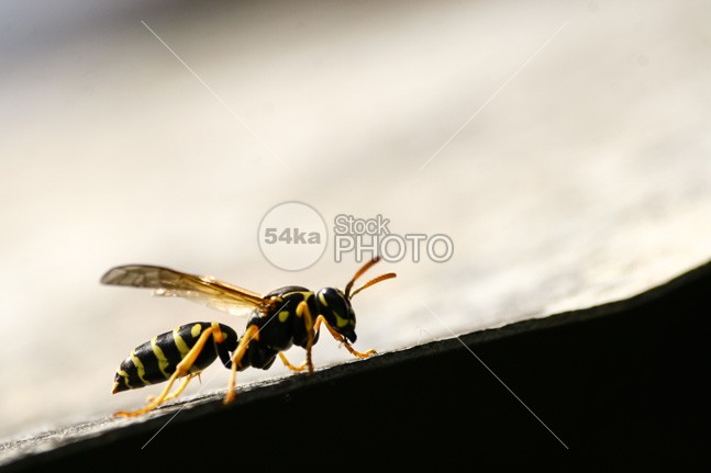 Bee yellow wing white wasp striped sting single sharp poisonous one nature macro jacket isolated insect hornet honey fly fluffy european detail bug brown black bee antenna animals animal 54ka StockPhoto