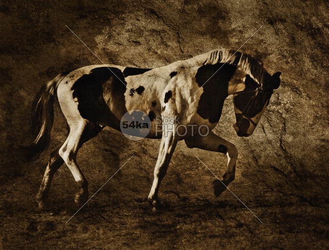 Beautiful Pinto Horse white trotting trot stallion powerfully power pony pinto nature muscular muscle monumental mare mane joy horses horse hair gallop energy brown beautiful 54ka StockPhoto