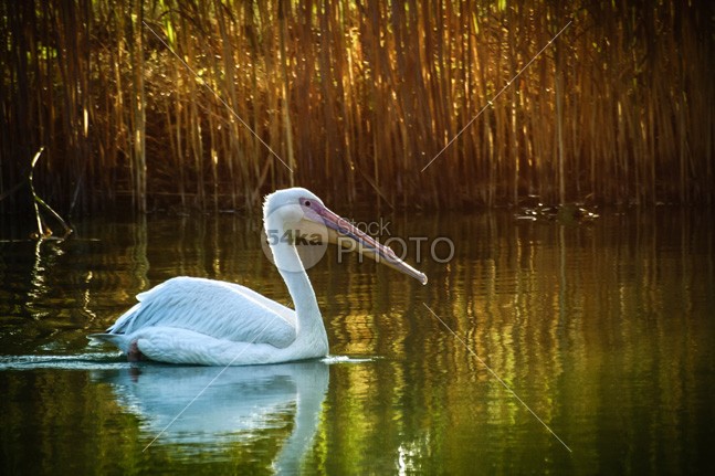 White Pelican zoos zoology yellow wing wildness wildlife wild white waterbirds water sea river preservation pelicans pelican pelecanus ornithology one nature mouth Morning Lake great gliding glider Fishing feeding feathering feather fauna eat cute Conservation coast closeup bright birds bird big beauty beautiful bait background animals animal abstract 54ka StockPhoto