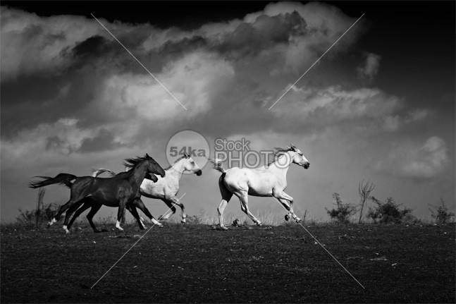 Herd of horses galloping on the beautiful background of the stormy sky young wild white horse white tale strong storm stallion speed sky sand Runner run road reflect ranch power nature moving Motion mare mane mammal Male isolated horse hoofed herd group gray grass gallop freedom free forward force fastest fast farm equine equestrian emotions clouds chestnut canter black and white 54ka StockPhoto