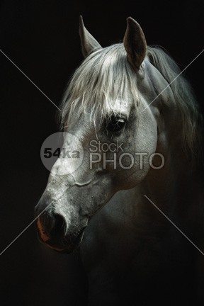 White horse head – Horse animal portrait – Equestrian photography young traditional thoroughbred summer studio Standing stallion stable Square spring sports single show halter saddle Riding reflection ranch purebred pure profile power portrait pets paddock outdoors neck nature Motion mane mammal isolation isolated inquisitive Indoors horsepower horse head horse hoofed head halter grey gray grace force foal farm animals farm equine equestrian elegance dark bridle black background black beautiful beast Arabian Horse arabian arab animal portrait animal heads animal 54ka StockPhoto