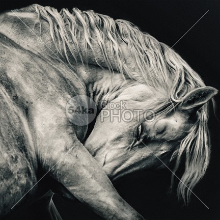 white arabian stallion head