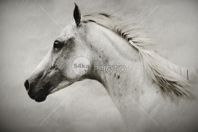 The White Horse wild horse white western thoroughbred strong stallion profile portrait one nostril neck horse hair horse head hairs gray graceful gorgeous forelock eye equine equestrian close-up breed beautiful arabian animal portrait andalusia 54ka StockPhoto