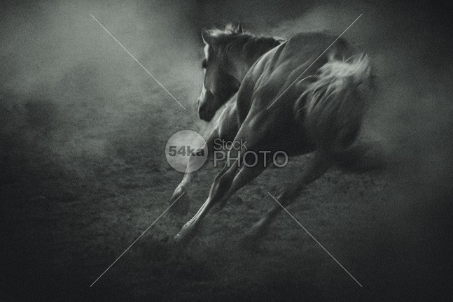 Horse in Morning Mist – Equine Beauty winter sunrise Silhouette scenic peaceful peace outdoor nature Morning mist mammal horse Fog fantasy equine dream domestic cloud catle blue background animal 54ka StockPhoto