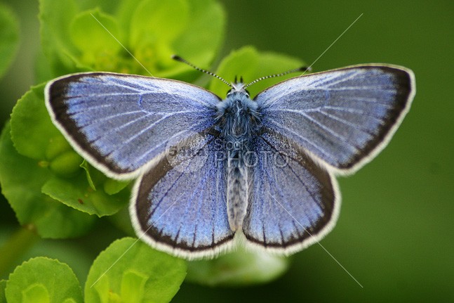 Blue Butterfly wing wildlife wild vibrant summer spring small single season pretty plant pattern outdoors nature natural macro insect horizontal green grass garden free fly flower floral exotic environment elegance detail colorful color closeup close-up Butterfly bug bright blue big beauty beautiful background antenna animal 54ka StockPhoto