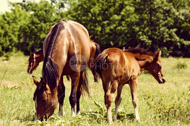 Mare and Foal Grazing young wildlife welsh stud shoot pony pasture outdoor new nature natural native moorland mare mane Mammals mammal life landscape horse green grazing grass forester forest foal feral farm equus equine eating domestic brown baby animals animal 54ka StockPhoto