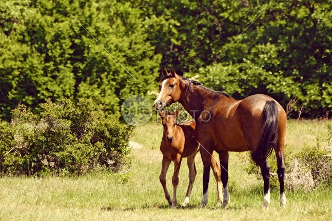 Mare With Foal Grazing young walking walk stud stallion pet peaceful pasture outdoor mother mare mane Mammals mammal little landscape horses horse horizontal green grazing graze grass foal field fauna farm equine equestrian domesticated domestic coat calm caballus brown baby babies animals animal 54ka StockPhoto