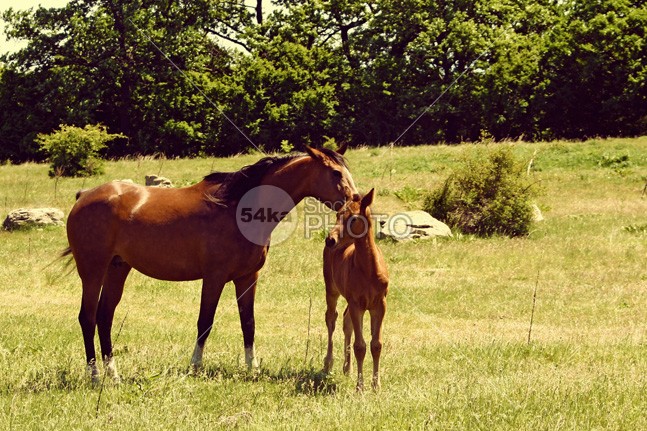 Horses – Mare With Foal young wildlife two sunny sunlight sun summer stud Standing spring shadow pony pet peaceful pasture outdoors newborn new nature mother Morning mom mare mane mammal horse horizontal green grazing grass forest foal flora fence fauna farm Family equine eating domestic daylight cute care brown arab animals animal 54ka StockPhoto