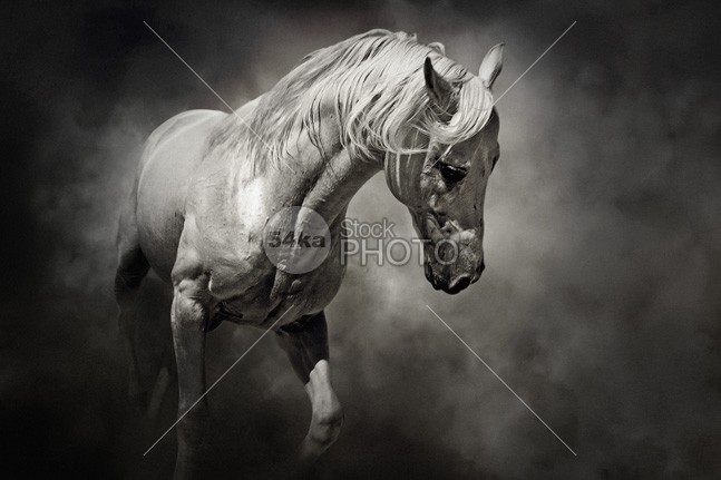 Sad White Horse – Black and White wild white sad ride Pose portrait pony pet outdoor one nature mare mane mammal image horse head hair gray face eyes eye equine equestrian elegant domestic cute closeup close-up brown body black and white black beauty beautiful background animal alone 54ka StockPhoto