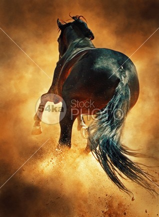 Galloping Horse in Dust Cloud young wild sunset sunrise sun Success strong stallion speed silver Silhouette Running run power outside orange one nature moving Motion mammal jump horse ground gallop freedom free fight fast equine equestrian dust domestic color brown beauty beautiful animal action 54ka StockPhoto