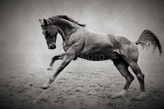 Equine Fine Art Photography Galloping Black Horse wild white stud strong stallion speed run purebred power portrait pony photography photo pet outside outdoor one nature Motion meadow mare mammal isolated horse portrait horse head horse horizontal head hair Galloping gallop Fine Art fast equine equestrian domestic dark black and white black beauty beautiful animals beautiful background animal active action 54ka StockPhoto