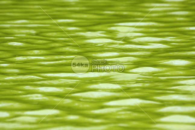 Green Water Fresh Texture white wet weather water vibrant textured summer spring simplicity season plant pattern outdoor nature macro light isolated horizontal herb green freshness fresh environment droplet Defocused curl closeup Closed close-up cleanup Blurred Motion Beauty And Health beauty backgrounds background abstract 54ka StockPhoto