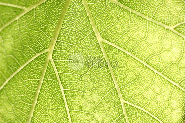Green Leaf Close-up Texture vegetable tree textute texture summer seasonal season plant organic nature natural macro luck light leaf isolated healthy health green garden freshness fresh flora environment ecology ecological eating color closeup close-up close bright botanics botanical beautiful bamboo background 54ka StockPhoto