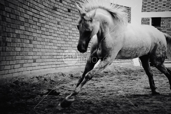 White arabian horse runs in gallop young wild white tale sunset strong start spirit speed silver sand Runner run rising power nature moving Motion mane mammal Male light image horse hoofed ground grey gray gallop freedom free forward force fast farm equine equestrian emotions dust black and white black beast art for print 54ka StockPhoto