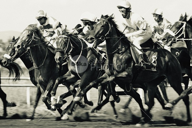 Horse racing – start gates for horse races venue track thoroughbred stallion sports sport speed sand Running Riding racing racehorse race outdoors nose nature monochrome Men Leadership Jockey image horseracing track horseracing horse head group gambling gamble horses flat Extreme event equine equestrian competition equestrian Determination competitive competition animal 54ka StockPhoto