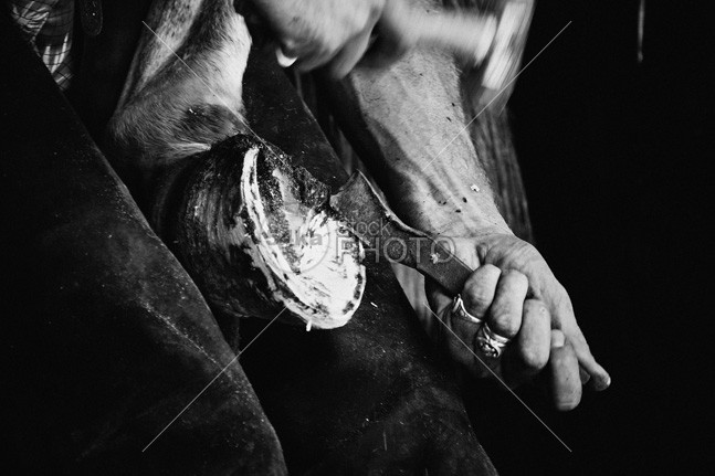 Farrier at work on horse hoof – new horseshoe yard working work veterinary veterinarian traditional tradition trading tradesman trade tools tied summer stallion stables socket smithy smithery skill show Shoe royal resistant repair pony outdoors nail metal Men manual man Leg job iron household horseshoe horse hooves hoof hold hands hand hammer gray foot fitting fingers farrier farm equine equestrian craftsman craft cowboy court close cavalry care boot blacksmith barracks background apron application animal 54ka StockPhoto
