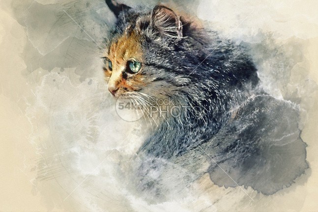 Cat Aquarelle wall art wall rest purebred proud portrait pet People painting paint outside outdoor orphan one old oil nature nap Morning mammalian mammal looks sad lookout look little light life kitty kitten great gray fresh footpath fluffy fence fauna eyes eye ears domestic day cute color closeup close-up close circumspection cautious cat canvas brown beige beautiful Art aquarelle animal alone 54ka StockPhoto