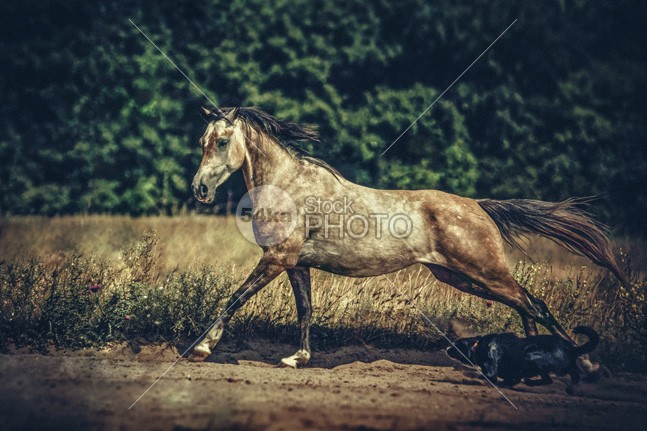 Dog And Arabian Horse Running photo horse heatth happiness hair grass golden glossy glance gelding gallop freedom free forward feeling feel fast fall expression exercising exercises equine equestrian beauty equestrian enjoying ear dynamic domestic dogs doggies dog deerhoud color coat chestnut canter canines canine brown blue beautiful autumn attentive attention Art arabian animals animal andalusian akhalteke Activity active action 54ka StockPhoto