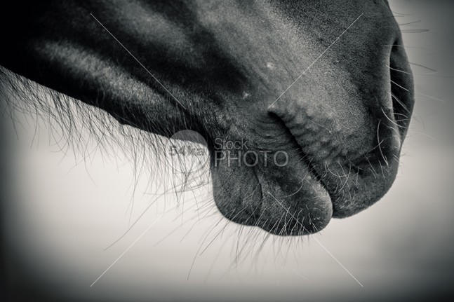 Horse muzzle Black and White rein ranch racehorse race profile portrait pony photo pet pasture outdoor nostril nose nature natural muzzle mouth moustache mare mane mammal livestock Leather jowl horse hole head Harness happy halter farm face equine equestrian eating eat dressage domestic detail colt closeup chestnut cheek brown bridle breed beauty beautiful background Art animal abstract 54ka StockPhoto