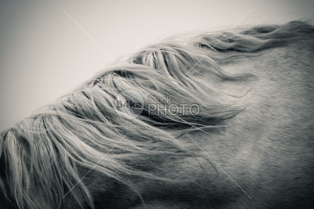 Beautiful Lonely White Horse nature muzzle Motion mare mane Mammals mammal long lonely white horse lonely light horses horse hoofed home high head hair grey greenery green gray grass gelding Front View front force field fauna farm fall eye equitation equine equestrian beauty equestrian emotions domestic brush breed black and white beauty beautiful b&w autumn Art arabian arab animal andalusian alone 54ka StockPhoto