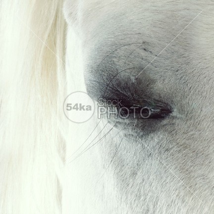 White Horse Beautiful Eye portrait pferde pets outdoors nose neck nature muzzle mare mane mammal majestic lovely look long livestock horseback horse horizontal head Harness halter hair grey gray gelding fur Friendship focus eye equine equestrian beauty equestrian elegance domestic detail day cute close-up Close eye close bridle black beauty beautiful background Art Arabian Horse arab animals animal andalusian 54ka StockPhoto