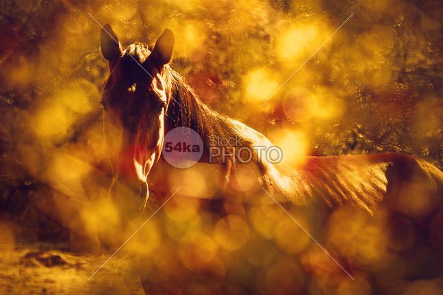 Brown Horse Portrait In Summer Day yellow wildlife wild vintage village sunny summer stud stallion rural portrait plant pet pasture outdoors outdoor nature natural meadow mare mane Mammals mammal horse green grass freedom field farm expression equestrian beauty equestrian environment day bright black beauty beautiful background animals animal 54ka StockPhoto