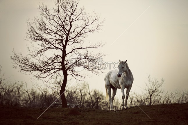 Lonely Horse wildlife wild white west vintage sunset sunrise summer Standing sky Silhouette rural ranch photo-manipulation photo pasture outside nature mane mammal lonely lone landscape horses horse grazing grass free field equine equestrian beauty equestrian country black beauty beautiful Art animal alone 54ka StockPhoto