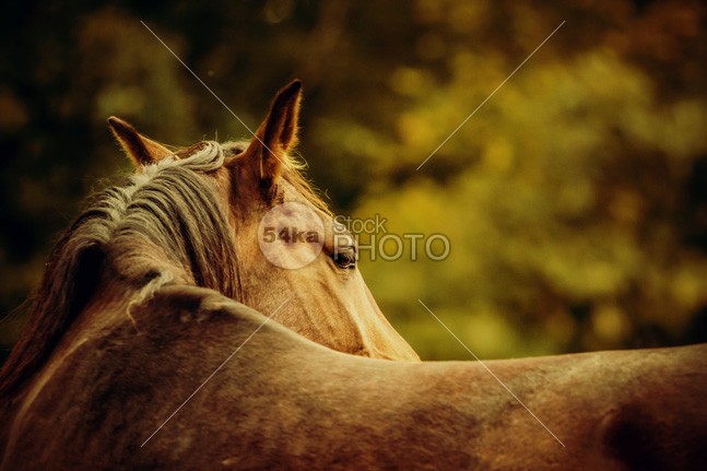 Close-up of a horse head Horse warm sunny colors portrait summer stallion stable spring side red purebred Posing Pose portrait pony photo outside one nice neck nature mare mane mammal looking look horse head gelding freedom free filly field fall eye equine equestrian beauty equestrian ear domestic detail cute color close-up close chestnut brown breed beauty beautiful autumn Art arabian animal amazing alone 54ka StockPhoto