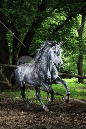 Gray horse running in the green forest raza ranch purebred pura portrait photo pasture paddock outside outdoor nature meadow mane mammal Male lusitano looking horsepower horse photo horse high happy grey horse grey arabian horse grey gray gallop freedom free flower field farm espanola equine equestrian photography equestrian beauty equestrian domestic dandelion closeup close breed blood beauty beautiful autumn Art arabian arab horse animal andalusian active 54ka StockPhoto