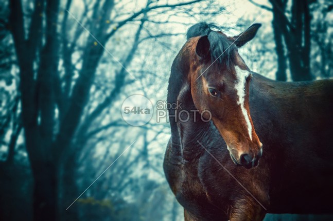 Winter forest Horse portrait winter stallion speed snow slush Running portrait photo pets outdoors one nature meadow livestock landscape horse head horse horizontal head Galloping forest field farm equine equestrian beauty equestrian energy brown breed body beautyful horse background Art animal 54ka StockPhoto