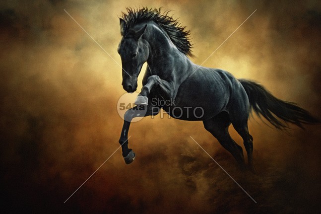 The Black Stallion in Dust photo light landscape jump isolated horse hoofed herd head hair ground grey green gray grass grace gorgeous game gallop fun friesian freedom free forward force fight field fastest fast farm equine equestrian beauty equestrian emotions emotion dust domestic Desert countryside country color chestnut canter black beautyful horse image beauty beautiful beast Art animal active action 54ka StockPhoto