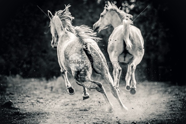 Two white horses galloping runs running horse photo Running run purebred pura power pony ponies photo pets outdoors nature Motion mammal image horses horse photographer horse hooves horse horizontal hooves gray gorgeous galopp galloting horses Galloping gallop freedom famously resplendently excellently equine equestrian photography equestrian energy domestic day competitive competition cold blur beautyful horse beauty beautiful Art animals animal andalusian amazing 2 54ka StockPhoto