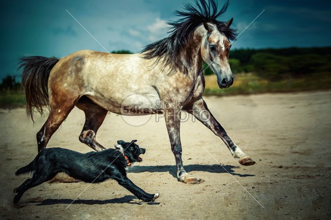 Horse Running With Dog power photo pets pet paddock outdoors outdoor one nice neck nature Motion mare mane mammal looking light horsepower horse horizontal gray grass grace Galloping gallop foal flying flight eye equine equestrian energy ear domestic dog cute color cloud chestnut camera brown body blue black beauty beautiful bay Art arabian arab animals animal action 54ka StockPhoto