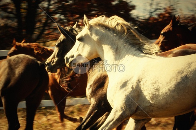 The Autumn Horses silver sand Runner run rising power portrait pasture nobody nature moving mountain Motion meadow mane mammal Male light isolated horses horse horizontal hoofed high herd ground grey gray grass gallop freedom free forward force fastest fast farm equine equestrian beauty equestrian emotions dust Desert clear canter black and white beauty beautiful b&w Arabian Horse andalusian 54ka StockPhoto