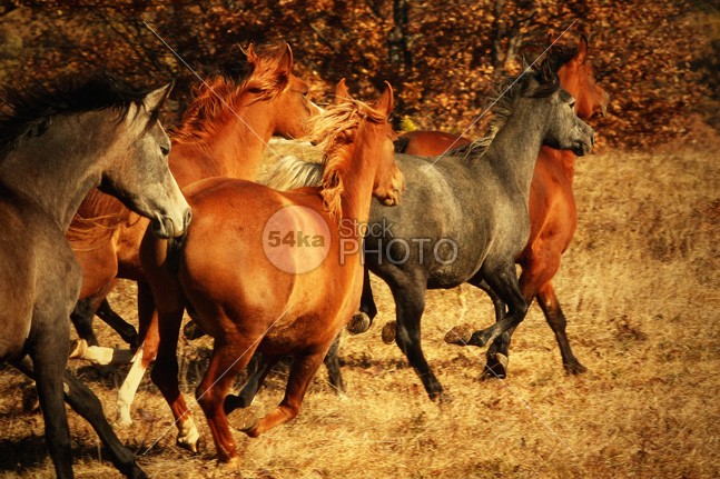 Galloping Horses silver sand Runner run rising power portrait pasture nobody nature moving mountain Motion meadow mane mammal Male light isolated horse horizontal hoofed high herd ground grey gray grass gallop freedom free forward force fastest fast farm equine equestrian beauty equestrian emotions dust Desert clear canter black and white beauty beautiful b&w Arabian Horse andalusian 54ka StockPhoto