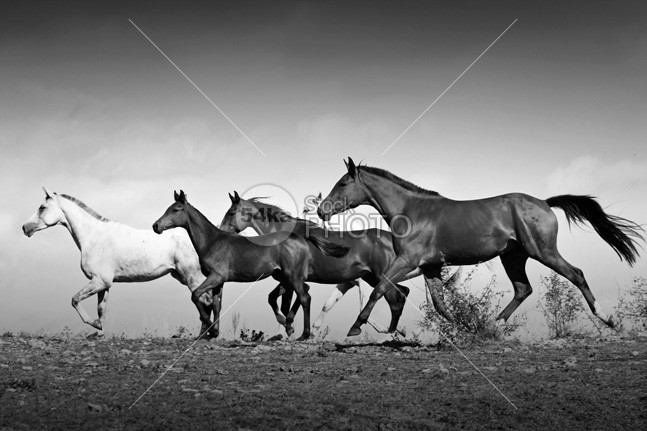 Romantic Horses Black and White mane mammal Male light jump isolated horses horse images horse hoofed hoof herd group ground grey greatest horse photo gray Galloping gallop freedom free forward force fight fear fastest fast farm equine equestrian photography equestrian beauty equestrian emotions elegance dust domestic danger cream color chestnut canter body black beautyful horse beauty beautiful bay Art arabian animal action 54ka StockPhoto