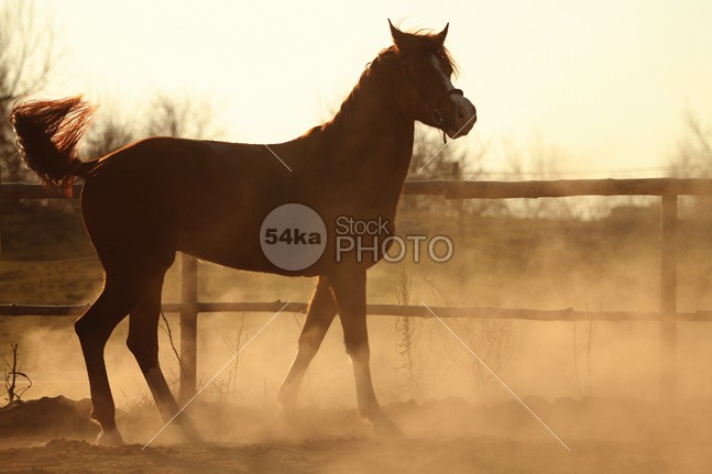 Sunset Horse Portrait In Summer Day yellow wildlife wild vintage village sunny summer stud stallion rural portrait plant pet pasture outdoors outdoor nature natural meadow mare mane Mammals mammal horse green grass freedom field farm expression equestrian environment day bright black beauty beautiful background animals animal 54ka StockPhoto