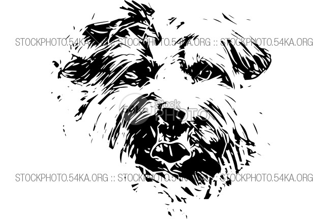 Yorkshire terrier dog hand drawn vector sketch yorkshire terrier yorkie wondering toy tiny dog terrier tan Tail small dog sketch shaggy ridiculous Puppy pup pooch pet peculiar pdf paws neck tilt mini man's best friend mammal Looking At Camera little dog little legs lapdog isolated hand hairy furry fur funny free download free file EPS drawn drawing download domesticated dog domesticated domestic dog cute curious cozy coat Canis lupus familiaris canine black apartment dog animal ai adorable 54ka StockPhoto