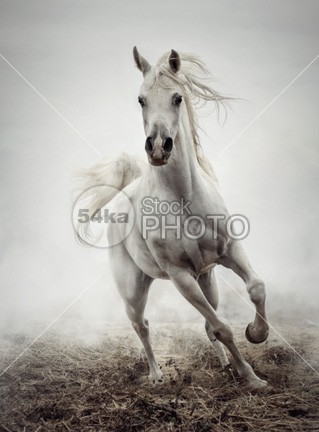 White Horse Running in Winter Mist winter white training trainer spanish Running purebred pure mist Mammals Male horse hoofed happiness gallop freedom field farm equine equestrian beauty equestrian energy day countryside color breed black beauty beautiful beast bay autumn attentive attention arabian animals animal andalusian active 54ka StockPhoto